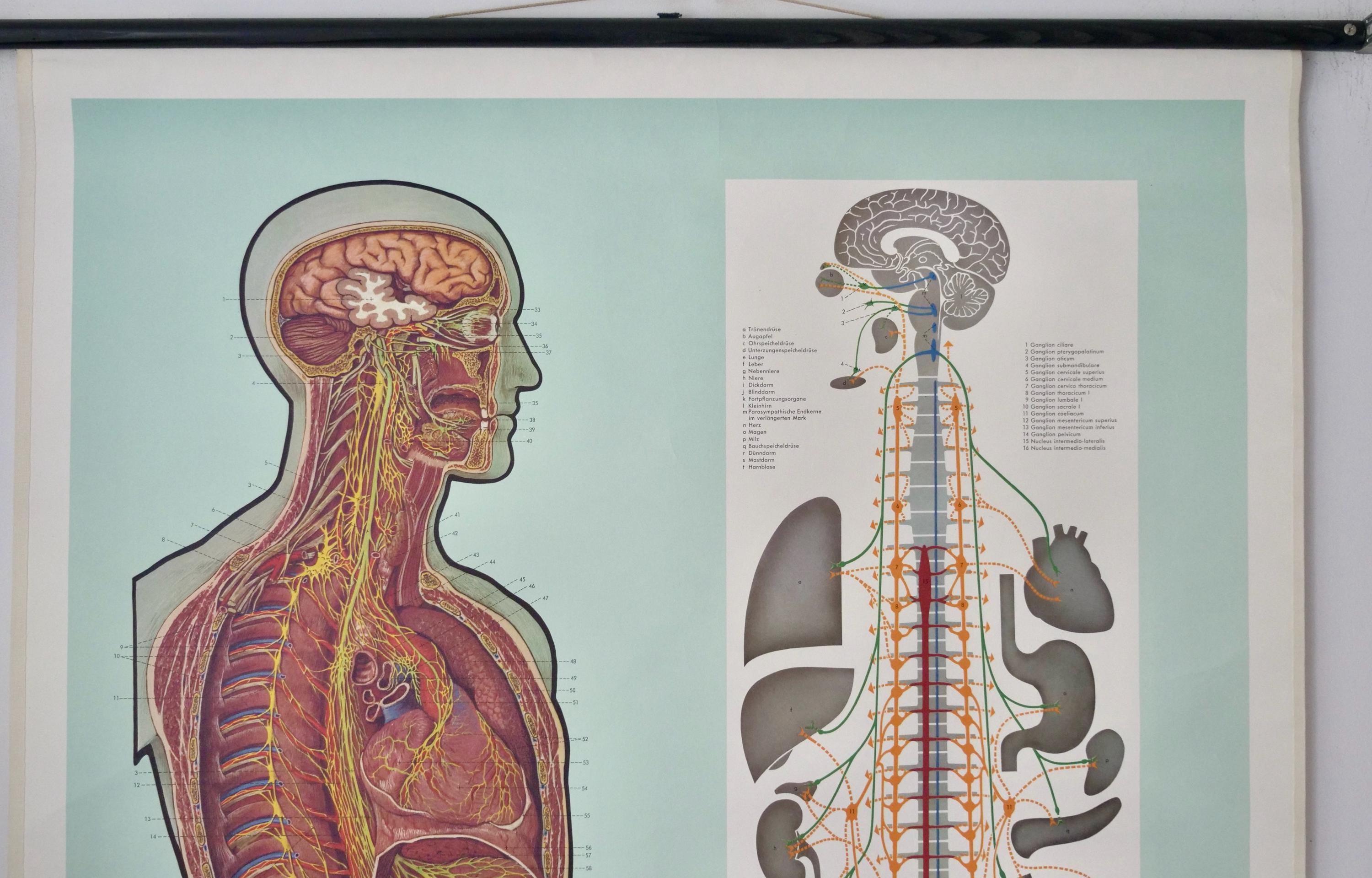 Vintage VEGETATIVE NERVOUS System School CHART Ernst Klett 50s Original ...