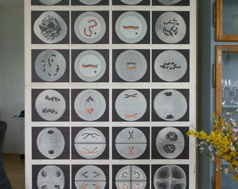 Vintage MEIOSIS school CHART Ernst Klett 70s Original Educational Chart