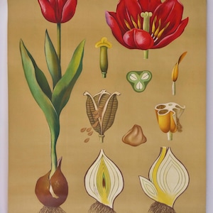 Vintage schoolkaart TULP Old Jung Koch Quentell originele educatieve kaart