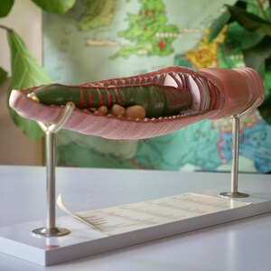 Może przedstawiać: Model anatomiczny układu pokarmowego, prezentujący narządy wewnętrzne w odcieniach zieleni, czerwieni i brązu. Model umieszczony jest na białej podstawie z metalowymi wspornikami, na tle mapy i zieleni.