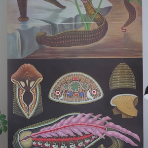 Vintage  School Chart LEECH Jung Koch Quentell Original Educational Chart