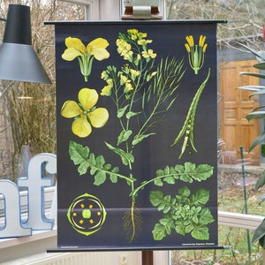 Vintage CANOLA RAPE schoolkaart Jung Koch Quentell originele educatieve kaart