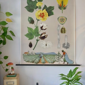 Vintage KATOEN schoolkaart Jung Koch Quentell originele educatieve kaart