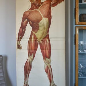 GRAPHIQUE vintage MUSCLES devant l'école HYGIENEMUSEUM carte éducative originale
