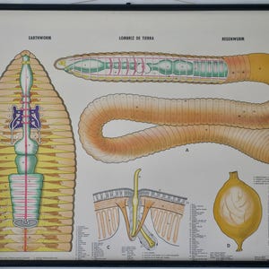 Carte scolaire anglaise vintage EARTHWORM carte éducative originale