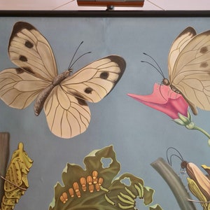 Vintage SCHMETTERLING KOHLWEISSLING Schultafel alt Jung Koch Quentell Original Lehrtafel