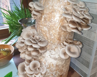 Straw Mushroom Log Growing Kit - Florida Oyster - XX-Large Easy to Grow and Fun