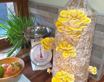 Straw Mushroom Log Growing Kit - Gold Oyster - XX-Large Easy to Grow and Fun