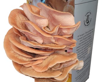 Mushroom Grow Kit, Pink Oyster Ready to grow, XL Edible gift, Easy & Fun