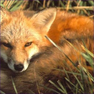 Fox Empowerment Reiki/Reiki Energy Attunement/Shamanic Medicine