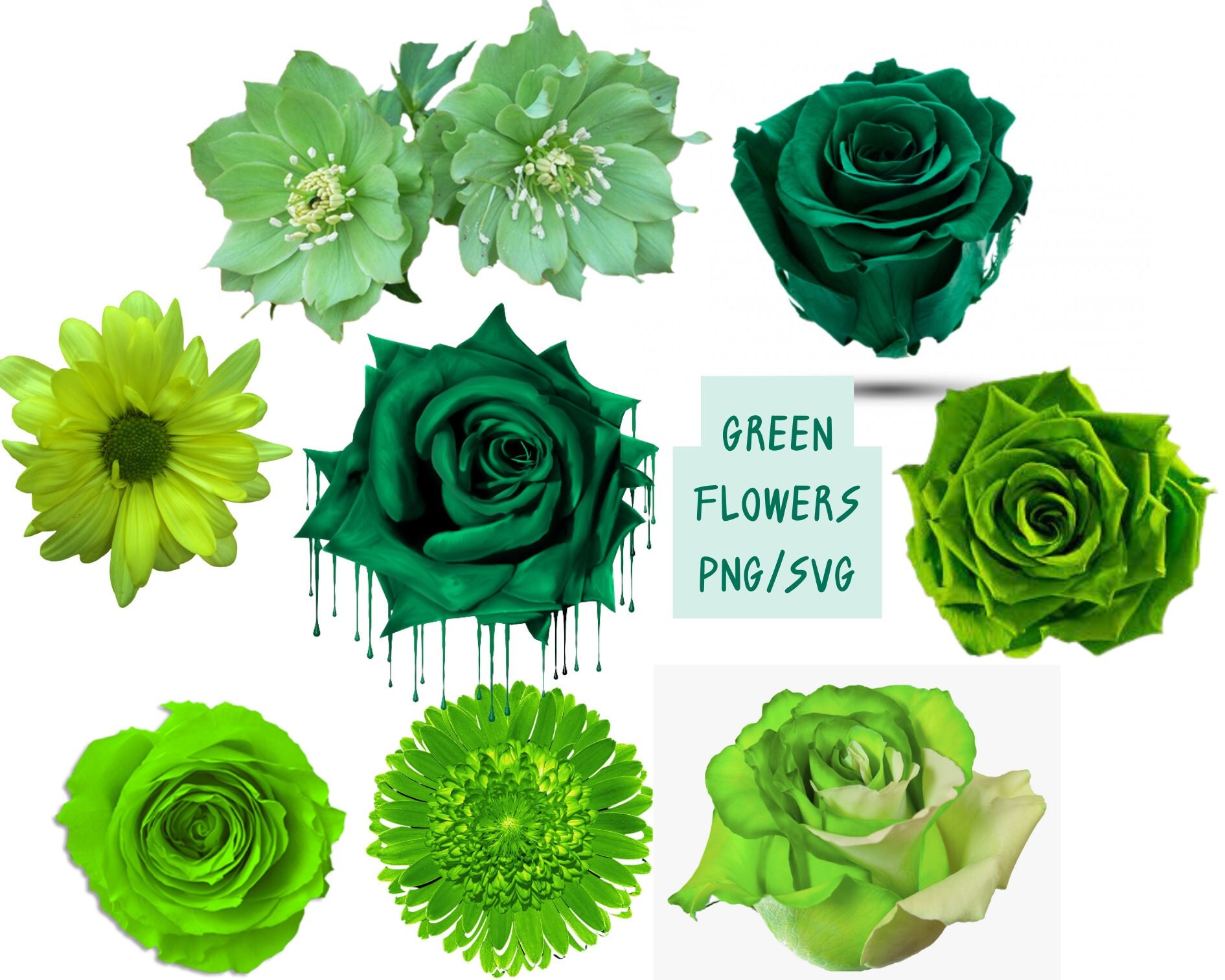 Buy Green Flower Pack PNG SVG Beautiful Green Rose PNG Digital