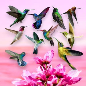 Watercolor Hummingbirds SVG & PNG | Hummingbird Clip Art Digital Download for Crafting and Design