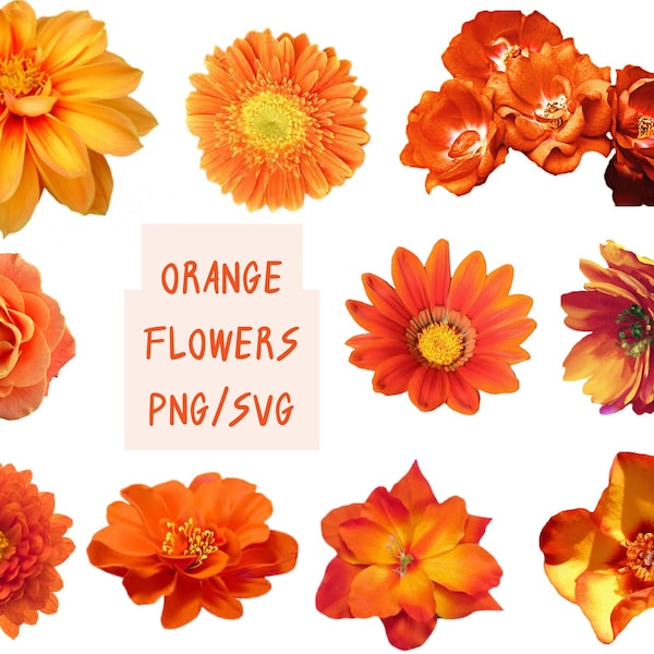 Orange Flowers Pack PNG/Beautiful Orange Flower PNG Digital Download Only/Transparent Background Clip Art Sublimation Images