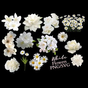 Pack de fleurs blanches clip art, fleurs de mariage SVG, pâquerettes PNG, téléchargements numériques, fond transparent, images en sublimation