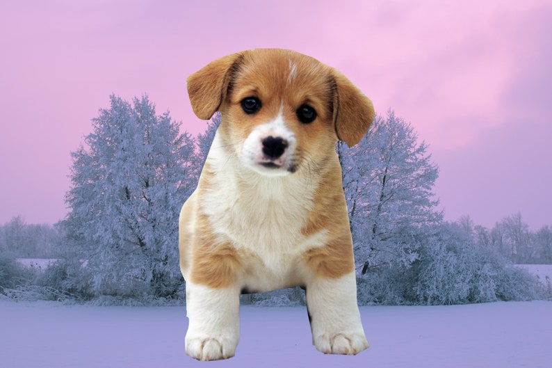 Dogs and Puppies PNGS/DOG Digital Downloads /Puppy Clip Art Sublimation image 3