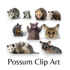 Paquete de imágenes prediseñadas de zarigüeya, zarigüeya PNG, fondo transparente, zarigüeya PNG, marsupiales, rescate de animales, ¡uso comercial aceptable!