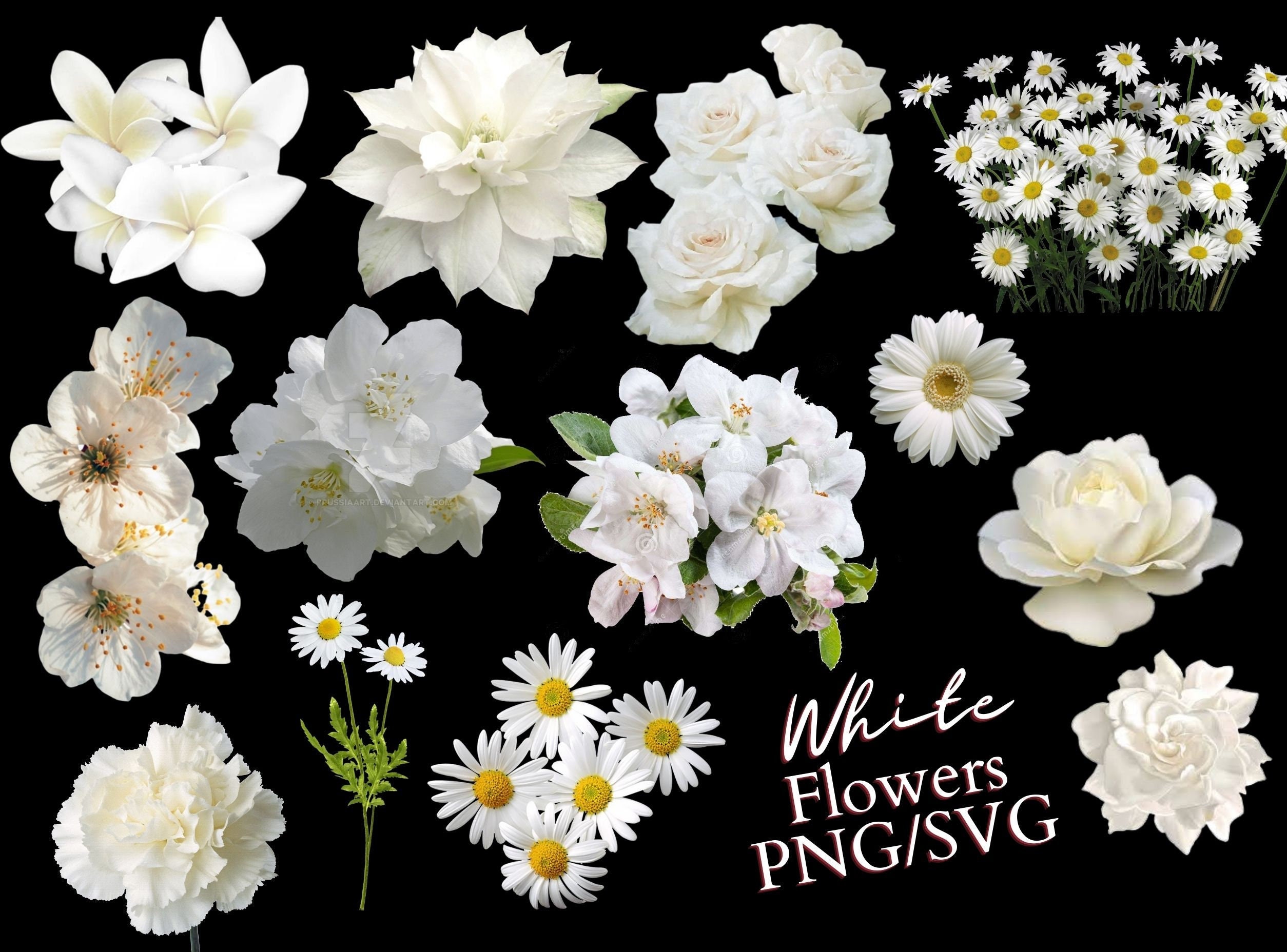 White Flowers Pack PNG/SVG/ Digital Download Only/transparent 