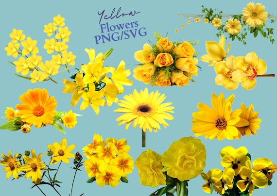 Paquete de flores amarillas PNG / SVG Hermosa flor amarilla - Etsy España