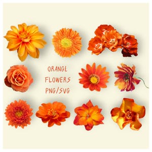 Fleur d'oranger Clip Art/fichiers PNG/SVG/téléchargement numérique uniquement/arrière-plan Transparent/Images en sublimation/usage commercial OK/tous les projets !