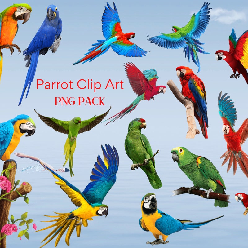 Parrot Clip Art - Etsy