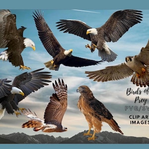 Aves de Rapina Clip Art, Águia Clip Art, Falcões, Pássaro Clip Art, Águia PNG, Águia SVG, Águia Americana Careca, Uso Comercial OK