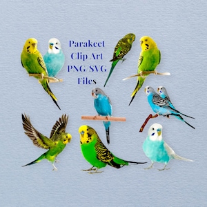 Parakeet Clip Art, Budgie Clip Art, SVG, Parakeet PNG, Pet Birds, Cute Parrots, Transparent PNG, Commercial Use Ok!