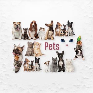 Imágenes prediseñadas de mascotas, perro, imágenes prediseñadas de cachorro lindo, imágenes prediseñadas de gatito, imágenes prediseñadas de gato, retrato de mascota, imágenes prediseñadas de perro, volantes veterinarios, adopción de mascotas, tarjeta para amantes de los animales
