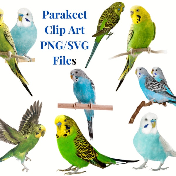 Parakeet Clip Art/Digital Download Only/ Parrot SVGS/Parrots PNG Sublimation Design Images