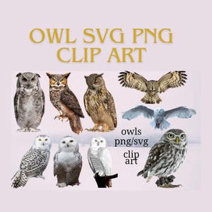 Cute Owl Clipart, Owl Vector, Owl Design, Owl SVG, Owl PNG, Bird Clip Art, Birds of Prey, Owl Clip Art, Commercial Use OK!