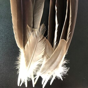 Canada Goose Feather Etsy