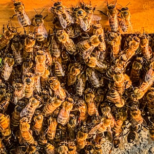 Bienen Knie