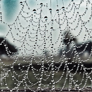 May include: A spider's web covered in dewdrops, with a blurred background. The web is an intricate pattern of fine threads, with each drop of water reflecting the light. The web is a beautiful example of nature's artistry.