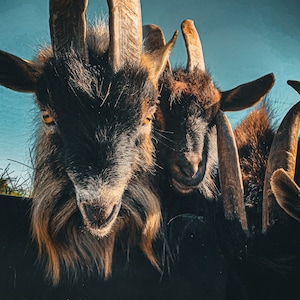 Nigerian Dwarf Goat Closeup