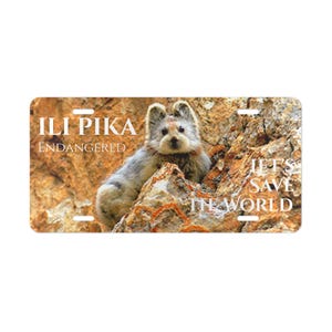 Könnte beinhalten: Rechteckiges Nummernschild mit einem Ili Pika, einem kleinen, gefährdeten Säugetier, auf einer felsigen Oberfläche. Der Text "ILI PIKA ENDANGERED" steht oben, mit "LET'S SAVE THE WORLD" auf der rechten Seite. Das Schild hat eine neutrale Farbpalette.