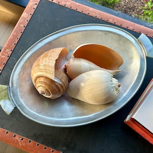 May include: An oval, silver-toned metal tray with two handles holds several seashells. The shells vary in size and color, ranging from light beige to brown. The tray sits on a dark surface with a decorative border.