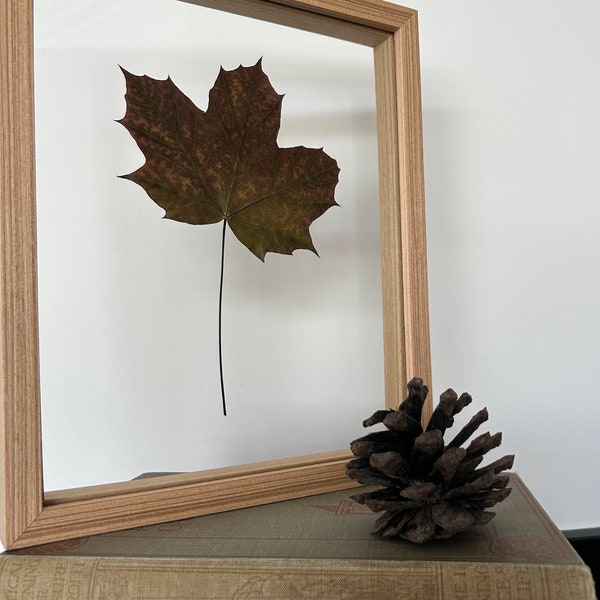 Geperst botanisch frame l Groot geconserveerd gedroogd botanisch bladgebladerte houten ingelijste natuurlijke kunst l Zwevend antireflecterend UV-filterglas