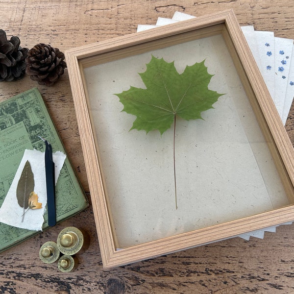 Geperst botanisch frame l Groot geconserveerd gedroogd botanisch bladgebladerte houten ingelijste natuurlijke kunst l Zwevend antireflecterend UV-filterglas