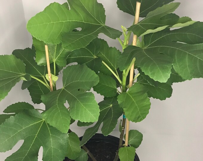 Smith Fig Tree in 3 Gallon Container Etsy