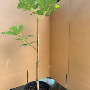 Campaniere (3 Gallon)(Very Cold Hardy)