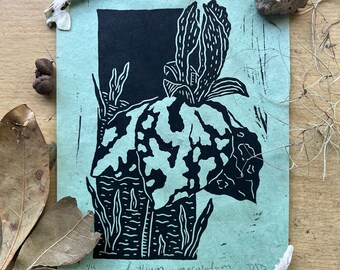 Trillium Print, &quot;Trillium maculatum&quot;, Handmade Linocut Print