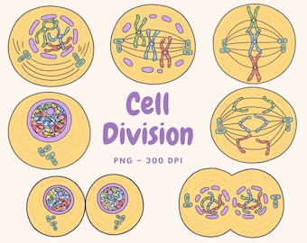 Cell Division Mitosis Clip Art Digital Download, Cute Biology Clip Art, Kawaii, Hand drawn Clip Art