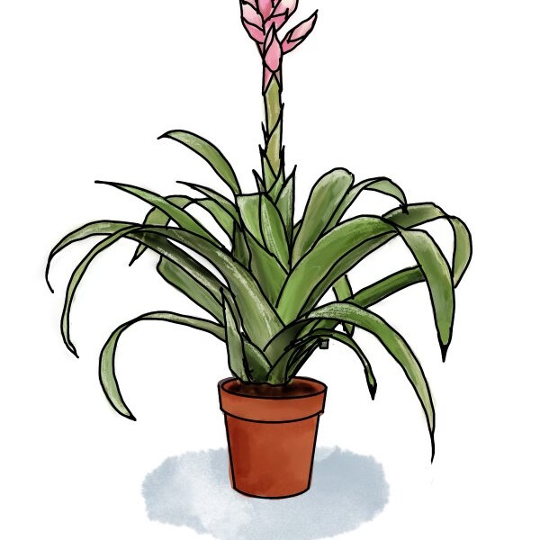 Plant svg