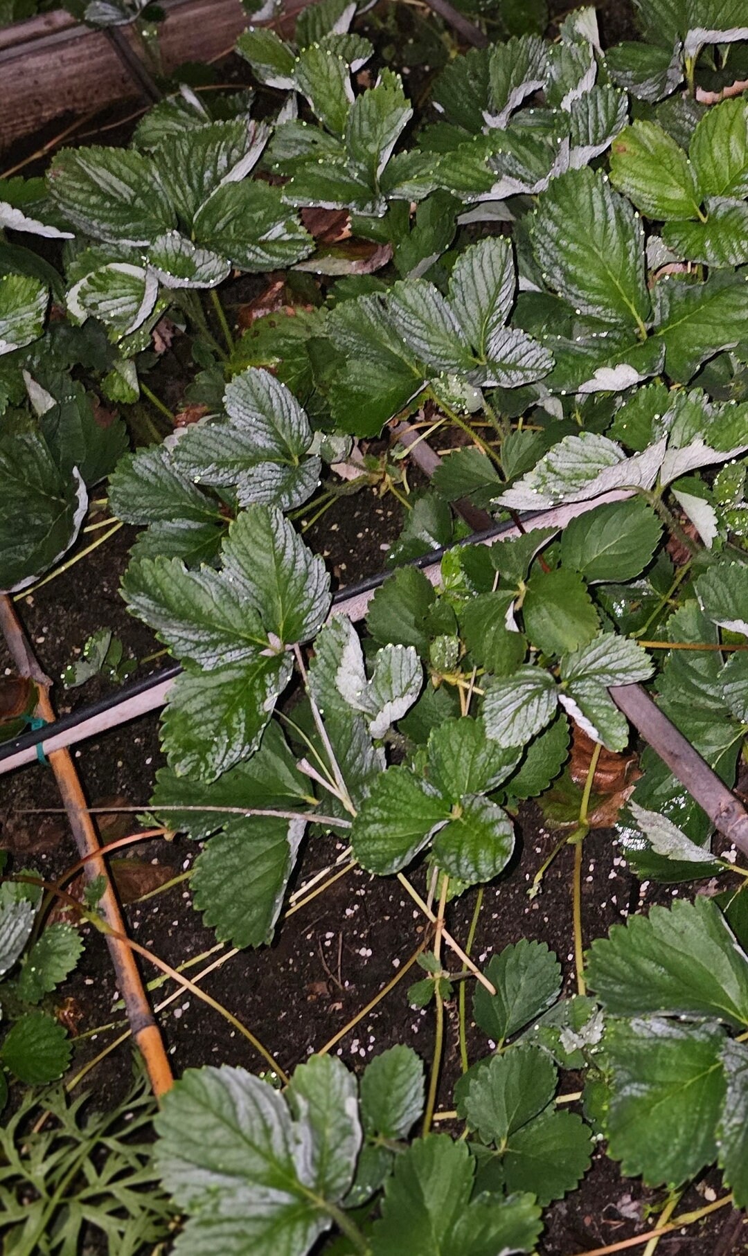 June Bearing Strawberry Plants Etsy