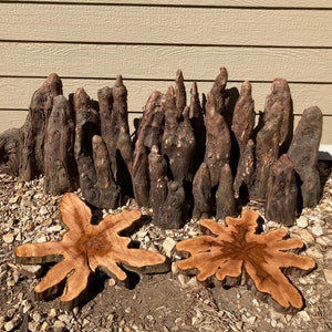 Single Cypress Knee.