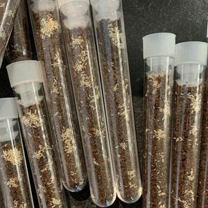 May include: A collection of clear plastic test tubes with white screw-on caps, each filled with dark brown soil and scattered small, light-coloured seeds or grain-like particles distributed throughout the substrate inside the cylindrical containers.