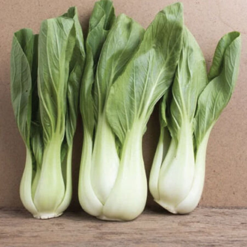 Pak Choy White Stem Bok Choy Cabbage 1000 Seeds image 1