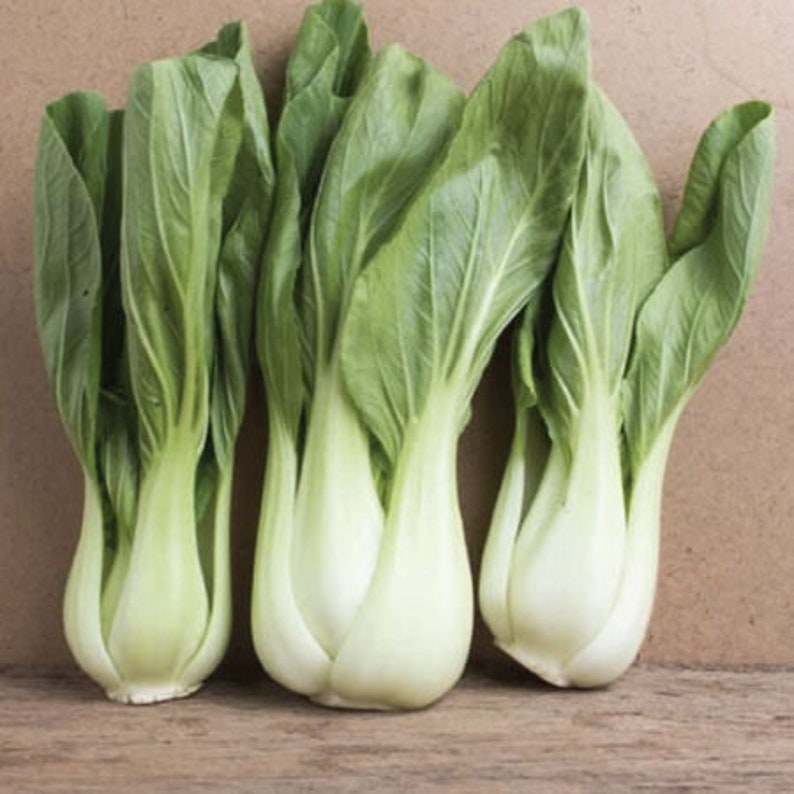 Pak Choy  White Stem Bok Choy Cabbage  1000  Seeds image 1