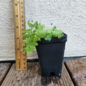 May include: A small, potted maidenhair fern with delicate, light green fronds. The fern is in a black square pot, and a wooden ruler is placed next to it, showing measurements in inches. The background is a neutral-toned wall.