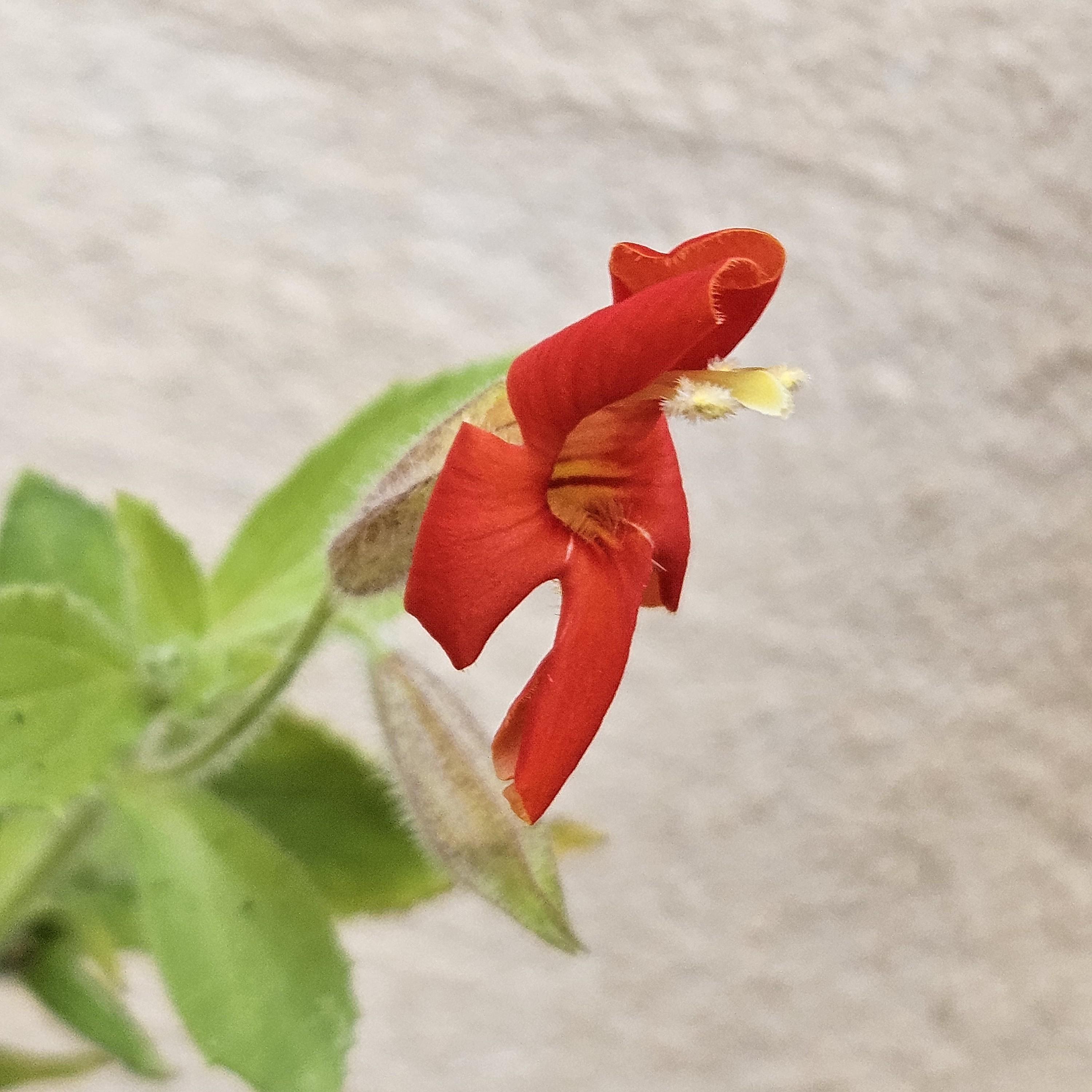 Scarlet Monkeyflower (Mimulus cardinalis) Live Plant 3.5" Pot
