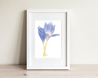 Blue Crocus - Watercolor Art Print